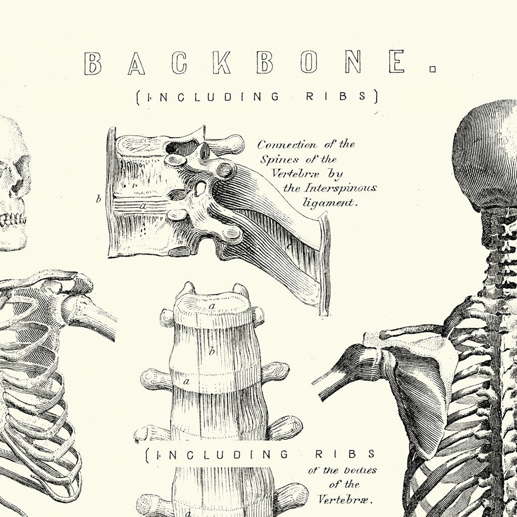 Antique Skeleton | Art Print – Lindsay Letters®