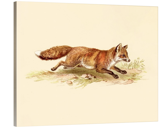 *Foxy On The Run (Classic)