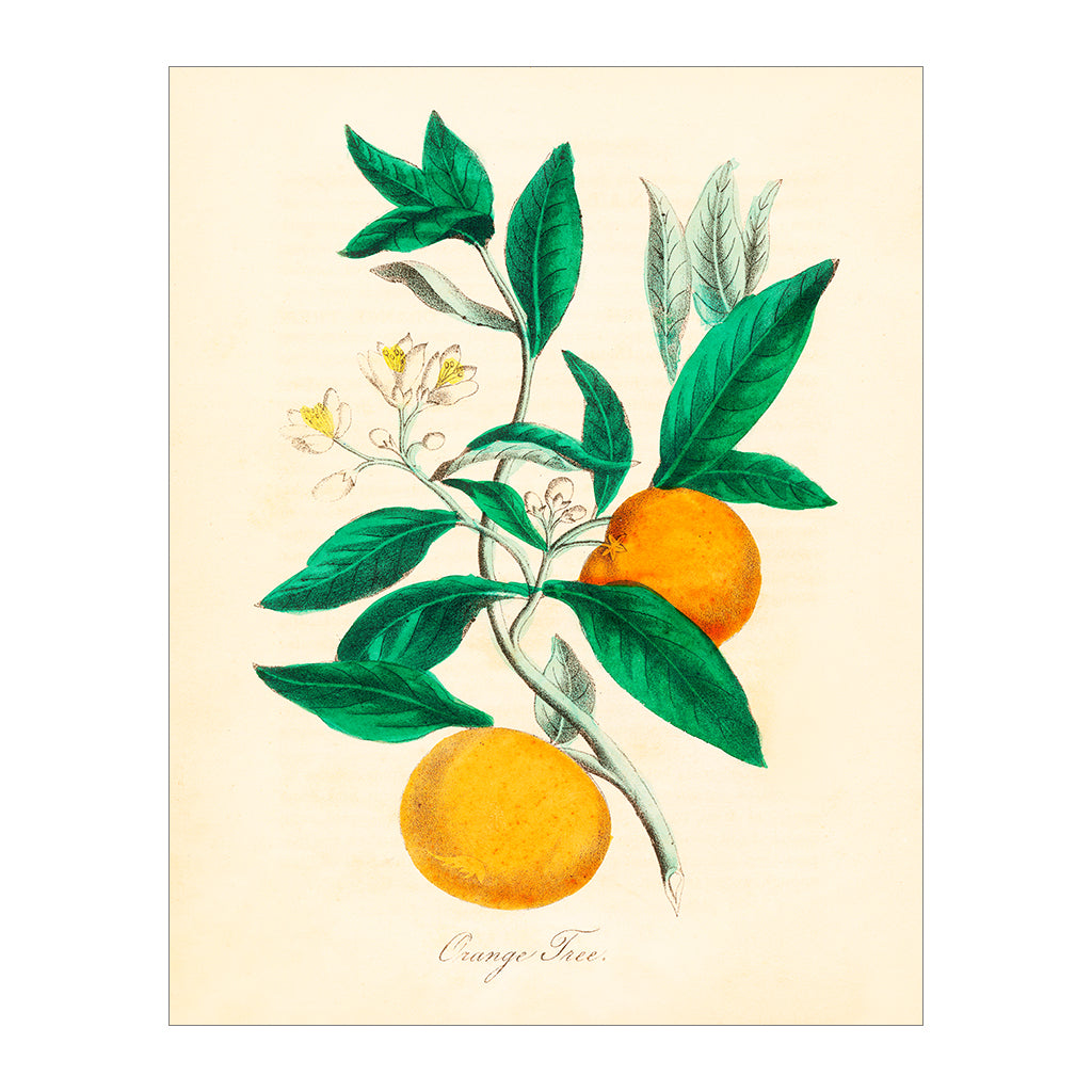Tangerine Tree - 16x20