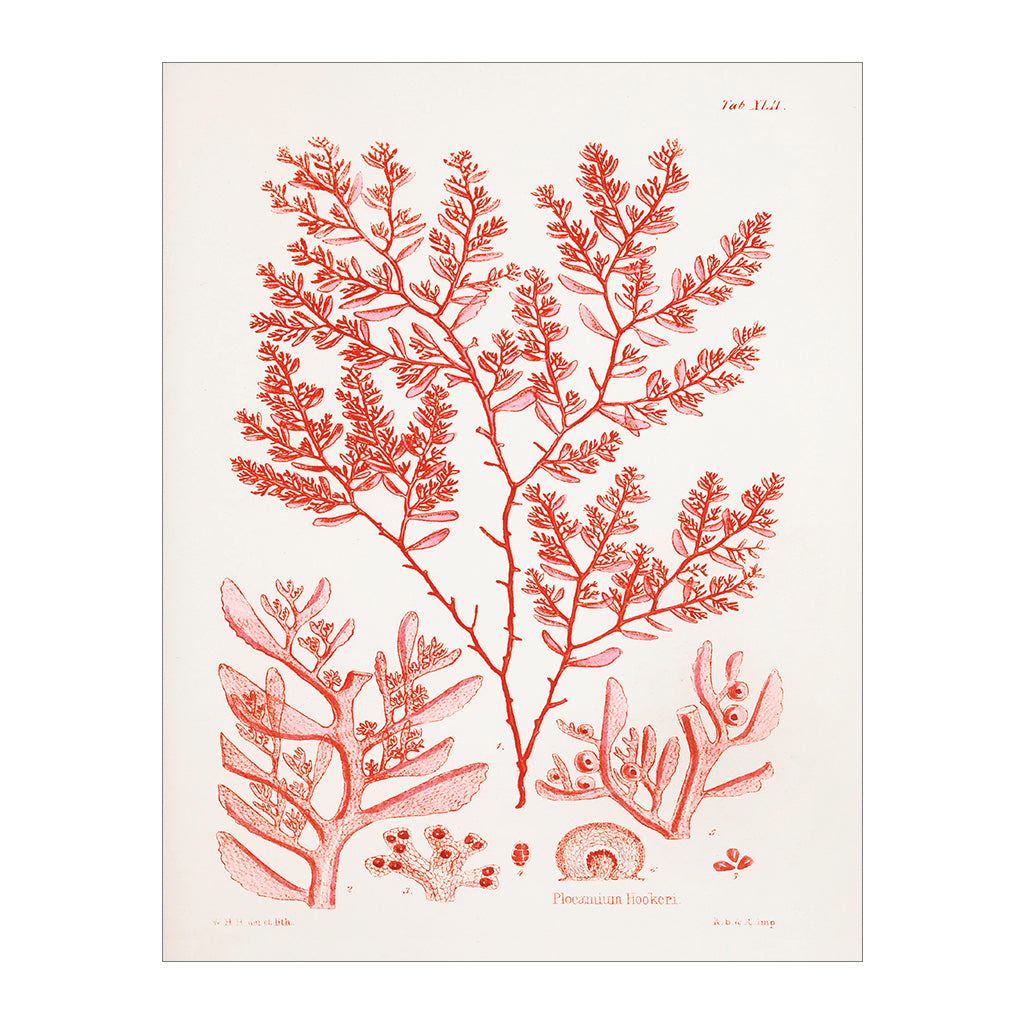 Red Coral Lithograph