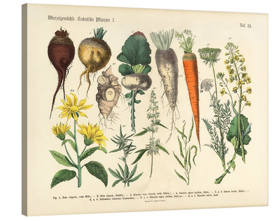Root Crops & Vegetables Botanical