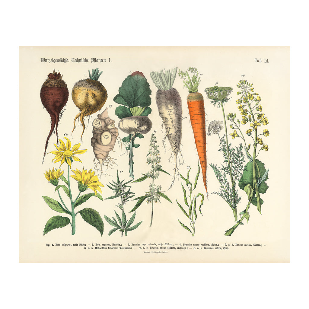 Root Crops & Vegetables Botanical
