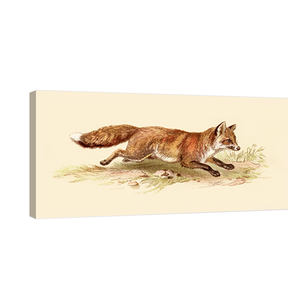 Foxy On The Run (Panoramic)