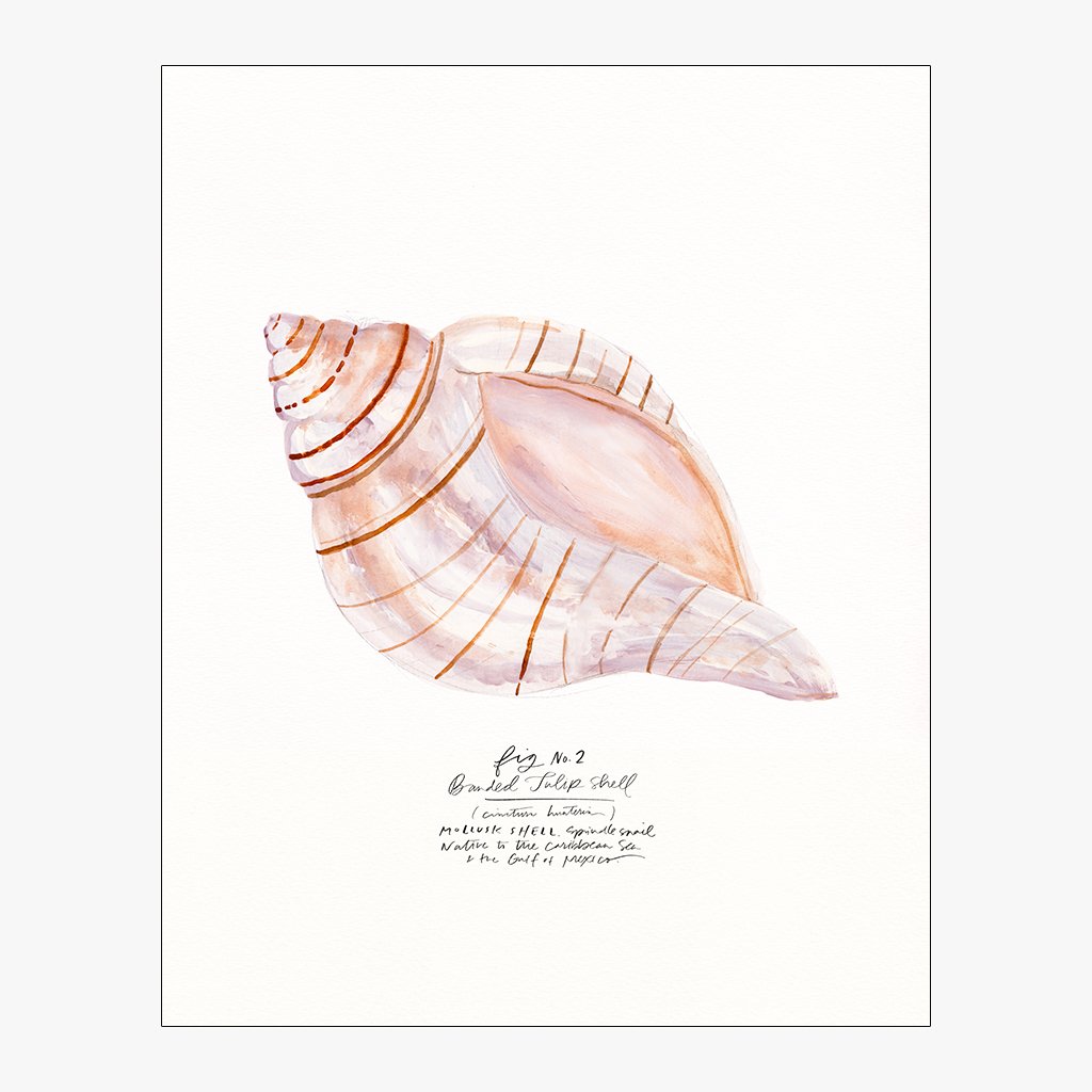 Sea Shell Watercolor Design