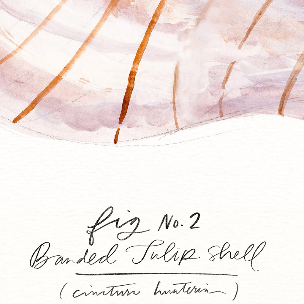 Sea Shell Watercolor Design Details