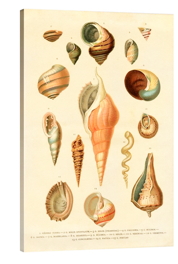 Shells Botanical
