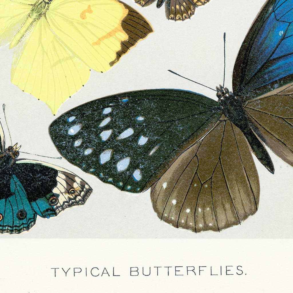 Typical Butterflies Botanical