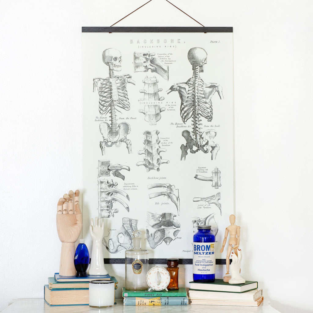 antique skeleton illustration hanging canvas and kit in black
