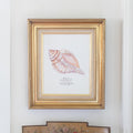 Tulip Shell Mini art print in vintage frame, size 11 x 14